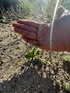 spotted wild buckwheat thumbnail 2
