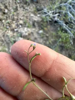 delicate gilia thumbnail 3