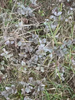 Greenhouse Thrips thumbnail 1