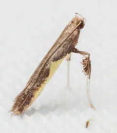 Dogwood Caloptilia Moth thumbnail 3