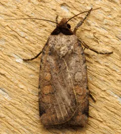 Brown-collared Dart thumbnail 3