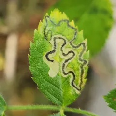 Rose Leaf Miner thumbnail 2