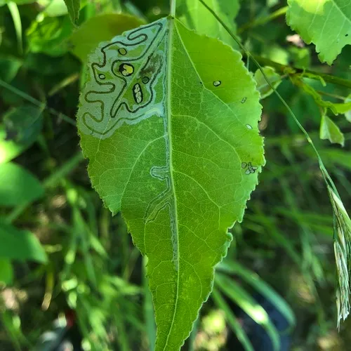 Aspen Serpentine Leafminer Moth