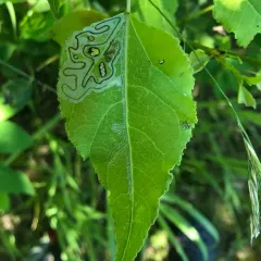 Aspen Serpentine Leafminer Moth thumbnail 1