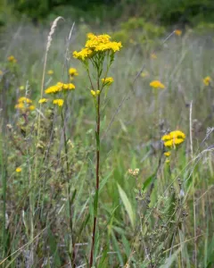 Houghton's goldenrod thumbnail 3