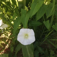 field bindweed thumbnail 2