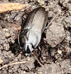 Rustic Harp Ground Beetle thumbnail 4