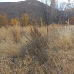 Threetip Sagebrush thumbnail 1