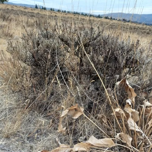 Scabland Sagebrush