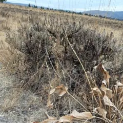 Scabland Sagebrush thumbnail 1