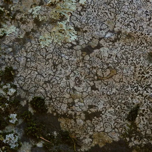 a quilt lichen