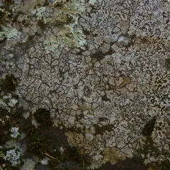 a quilt lichen thumbnail 1