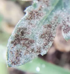 Podosphaera erigerontis-canadensis thumbnail 4