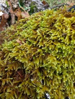 California antitrichia moss thumbnail 2