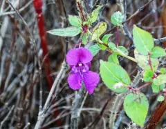 Garden balsam thumbnail 3
