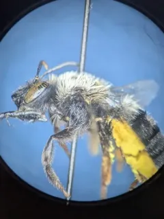 Eucera fulvitarsis thumbnail 2