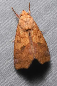 Yellow Scallop Moth thumbnail 4