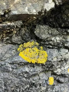 Coral Firedot Lichen thumbnail 3