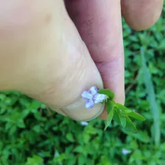 Yellowseed False Pimpernel thumbnail 2