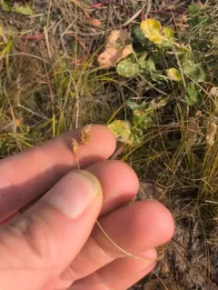 swarthy sedge thumbnail 4
