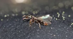 Common Crypt Ant thumbnail 1