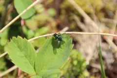 Lucilia elongata thumbnail 2