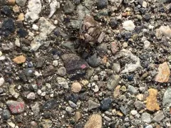 Tetyra robusta thumbnail 3