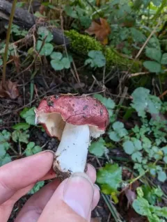 Russula obscurozelleri thumbnail 3
