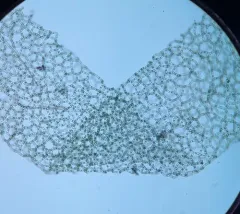 Water Net thumbnail 3