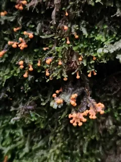 Diderma tigrinum thumbnail 3