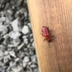 Red Flat Bark Beetle thumbnail 2