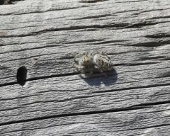 Hairy Tufted Jumping Spider thumbnail 2