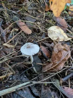 Coprinopsis canoceps thumbnail 2