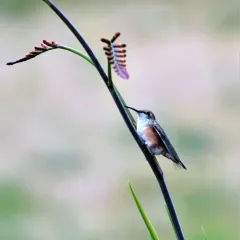 Rufous Hummingbird thumbnail 3