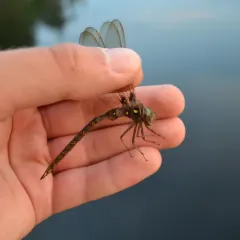 Fawn Darner thumbnail 3