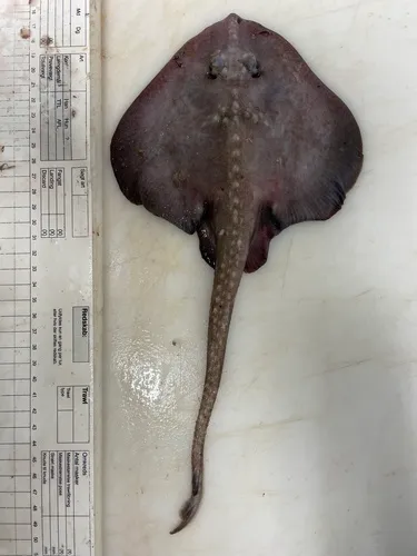 Bigelow's Skate
