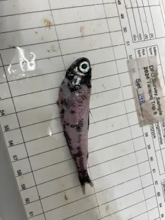 Spotted Lanternfish thumbnail 3