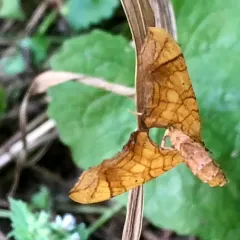 Greater Grapevine Looper Moth thumbnail 2