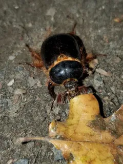 Pleocoma minor thumbnail 2