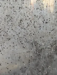 Black Bread Mold thumbnail 3