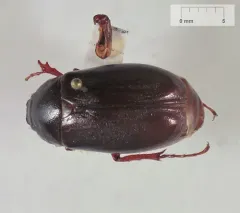 Phyllophaga fusca thumbnail 1