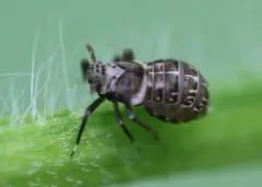 Pissonotus flabellatus thumbnail 3