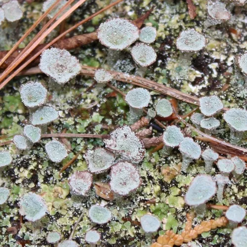 Pebbled Pixie Cup