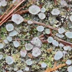 Pebbled Pixie Cup thumbnail 1