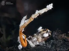 Cordyceps farinosa thumbnail 1