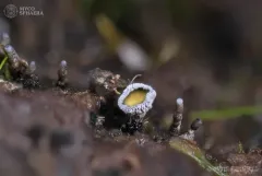 Proliferodiscus pulveraceus thumbnail 1