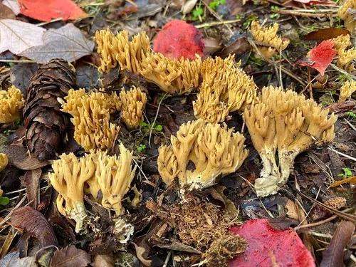 Phaeoclavulina curta