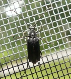 Mournful Long-horned Beetle thumbnail 4