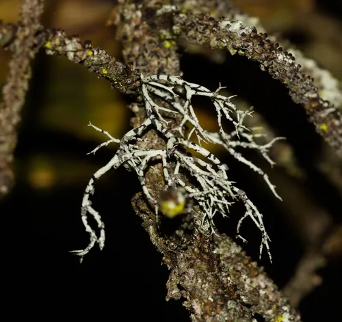 Powdery Sea-Fog Lichen