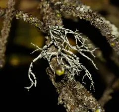 Powdery Sea-Fog Lichen thumbnail 1